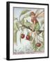 The Cherry Tree Fairy-Vision Studio-Framed Art Print