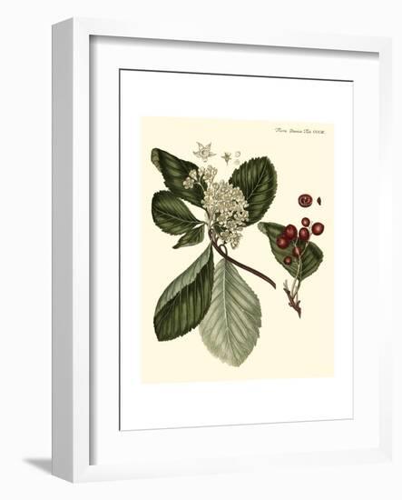 The Cherry Tree-Georg C. Oeder-Framed Art Print