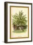 The Cherry Tree-W.h.j. Boot-Framed Art Print