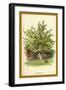 The Cherry Tree-W.h.j. Boot-Framed Art Print