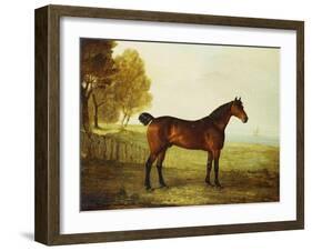 The Chestnut Hunter 'Berry Brown' in a Field by an Estuary, with Sailing Ships in the Distance-Benjamin Marshall-Framed Giclee Print