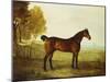The Chestnut Hunter 'Berry Brown' in a Field by an Estuary, with Sailing Ships in the Distance-Benjamin Marshall-Mounted Giclee Print