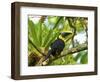 The Chestnut-Mandibled Toucan, or Swainson's Toucan (Ramphastos Swainsonii), Costa Rica-Andres Morya Hinojosa-Framed Photographic Print