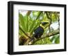 The Chestnut-Mandibled Toucan, or Swainson's Toucan (Ramphastos Swainsonii), Costa Rica-Andres Morya Hinojosa-Framed Photographic Print