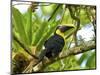 The Chestnut-Mandibled Toucan, or Swainson's Toucan (Ramphastos Swainsonii), Costa Rica-Andres Morya Hinojosa-Mounted Photographic Print