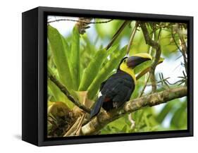 The Chestnut-Mandibled Toucan, or Swainson's Toucan (Ramphastos Swainsonii), Costa Rica-Andres Morya Hinojosa-Framed Stretched Canvas