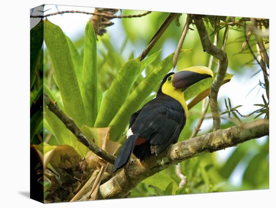 The Chestnut-Mandibled Toucan, or Swainson's Toucan (Ramphastos Swainsonii), Costa Rica-Andres Morya Hinojosa-Stretched Canvas