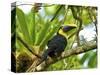 The Chestnut-Mandibled Toucan, or Swainson's Toucan (Ramphastos Swainsonii), Costa Rica-Andres Morya Hinojosa-Stretched Canvas