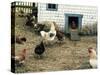 The Chicken Coop-Kevin Dodds-Stretched Canvas