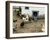 The Chicken Coop-Kevin Dodds-Framed Giclee Print