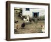 The Chicken Coop-Kevin Dodds-Framed Giclee Print
