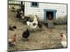 The Chicken Coop-Kevin Dodds-Mounted Giclee Print
