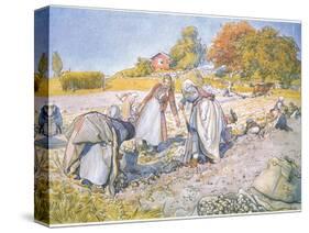 The Children Filled the Buckets and Baskets with Potatoes-Carl Larsson-Stretched Canvas