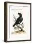 The Chinese Starling or Black-Bird, 1749-73-George Edwards-Framed Giclee Print