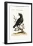 The Chinese Starling or Black-Bird, 1749-73-George Edwards-Framed Giclee Print