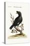 The Chinese Starling or Black-Bird, 1749-73-George Edwards-Stretched Canvas