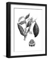 The Chocolate Nut Tree, 1886-null-Framed Giclee Print