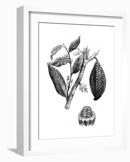 The Chocolate Nut Tree, 1886-null-Framed Giclee Print