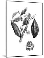 The Chocolate Nut Tree, 1886-null-Mounted Giclee Print