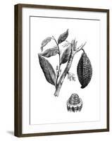 The Chocolate Nut Tree, 1886-null-Framed Giclee Print