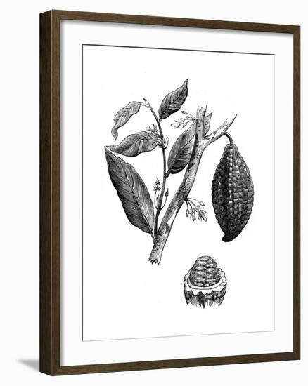 The Chocolate Nut Tree, 1886-null-Framed Giclee Print