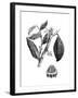 The Chocolate Nut Tree, 1886-null-Framed Giclee Print