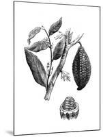 The Chocolate Nut Tree, 1886-null-Mounted Giclee Print