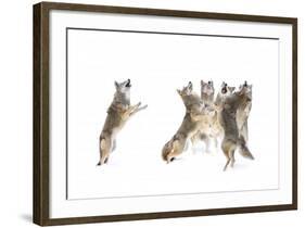 The Choir Coyotes-Jim Cumming-Framed Giclee Print