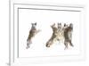 The Choir Coyotes-Jim Cumming-Framed Giclee Print