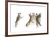 The Choir Coyotes-Jim Cumming-Framed Giclee Print