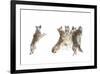 The Choir Coyotes-Jim Cumming-Framed Giclee Print