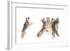 The Choir - Coyotes-Jim Cumming-Framed Photographic Print