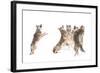 The Choir - Coyotes-Jim Cumming-Framed Photographic Print