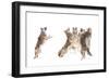 The Choir - Coyotes-Jim Cumming-Framed Photographic Print