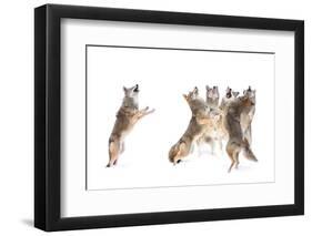The Choir - Coyotes-Jim Cumming-Framed Premium Photographic Print
