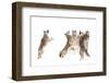 The Choir - Coyotes-Jim Cumming-Framed Photographic Print