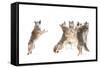 The Choir - Coyotes-Jim Cumming-Framed Stretched Canvas