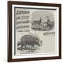 The Choiropotamus and Leucoryx, in the Zoological Society's Gardens, Regent's Park-null-Framed Giclee Print