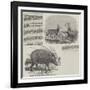 The Choiropotamus and Leucoryx, in the Zoological Society's Gardens, Regent's Park-null-Framed Giclee Print