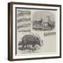 The Choiropotamus and Leucoryx, in the Zoological Society's Gardens, Regent's Park-null-Framed Giclee Print