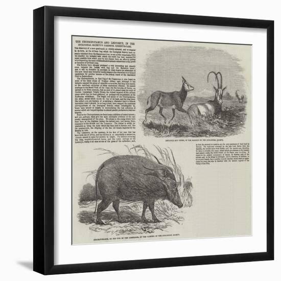 The Choiropotamus and Leucoryx, in the Zoological Society's Gardens, Regent's Park-null-Framed Giclee Print