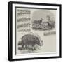 The Choiropotamus and Leucoryx, in the Zoological Society's Gardens, Regent's Park-null-Framed Giclee Print