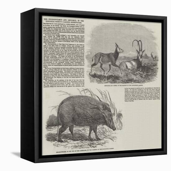 The Choiropotamus and Leucoryx, in the Zoological Society's Gardens, Regent's Park-null-Framed Stretched Canvas