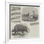 The Choiropotamus and Leucoryx, in the Zoological Society's Gardens, Regent's Park-null-Framed Giclee Print