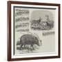 The Choiropotamus and Leucoryx, in the Zoological Society's Gardens, Regent's Park-null-Framed Giclee Print