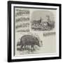 The Choiropotamus and Leucoryx, in the Zoological Society's Gardens, Regent's Park-null-Framed Giclee Print