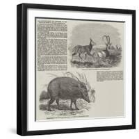 The Choiropotamus and Leucoryx, in the Zoological Society's Gardens, Regent's Park-null-Framed Premium Giclee Print