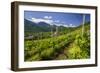 The Church of Bianzone Seen from the Green Vineyards of Valtellina, Lombardy, Italy, Europe-Roberto Moiola-Framed Photographic Print
