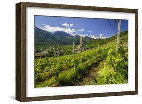 The Church of Bianzone Seen from the Green Vineyards of Valtellina, Lombardy, Italy, Europe-Roberto Moiola-Framed Photographic Print