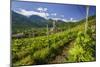 The Church of Bianzone Seen from the Green Vineyards of Valtellina, Lombardy, Italy, Europe-Roberto Moiola-Mounted Photographic Print